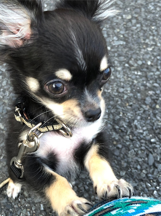 86のYouTube・愛犬紹介に関するカスタム事例の投稿画像2枚目