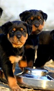 How to install Rottweiler Wallpapers patch 1.0 apk for android