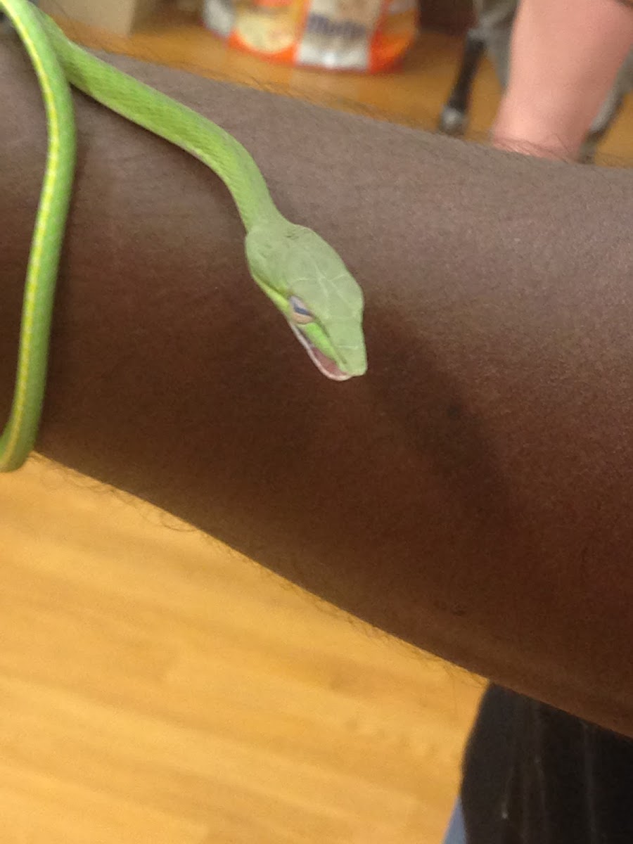 green whip snake