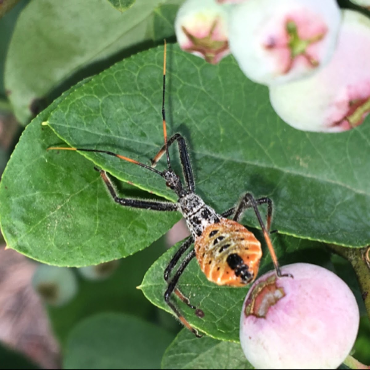 Wheel Bug nymph