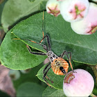 Wheel Bug nymph