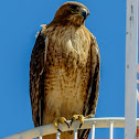 Red Tailed Hawk