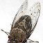 Cicada