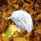 Indigo Milk Cap