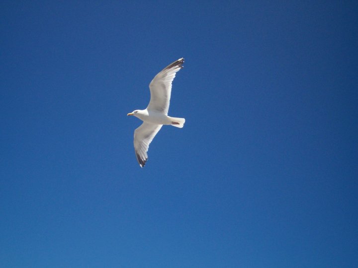 In volo di Myri