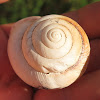 Fraser's Banded Snail (remnant shell)