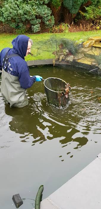 Pond Maintenance album cover