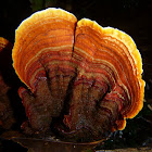 Turkey Tail Fungi