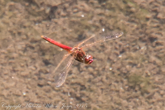 Red-veined Darter