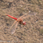 Red-veined Darter