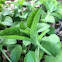 Heath Speedwell