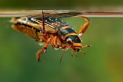 https://thumbs.dreamstime.com/b/great-diving-beetle-dytiscus-marginalis-under-water-hunting-swimming-under-water-small-pond-green-70697184.jpg