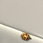 Asian lady Beetles