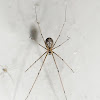 Cellar spider