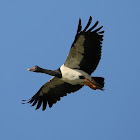 Magpie Goose