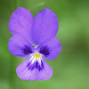 Oprhanidis Violet