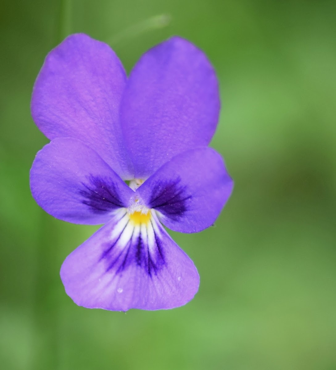 Oprhanidis Violet