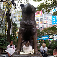 Cane e Gatto di 