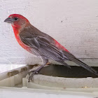 Mexican finch (male)