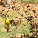 American Goldfinch