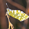 Eastern Dappled White