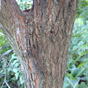 American Elm