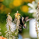 Broad Tailed Hummingbird