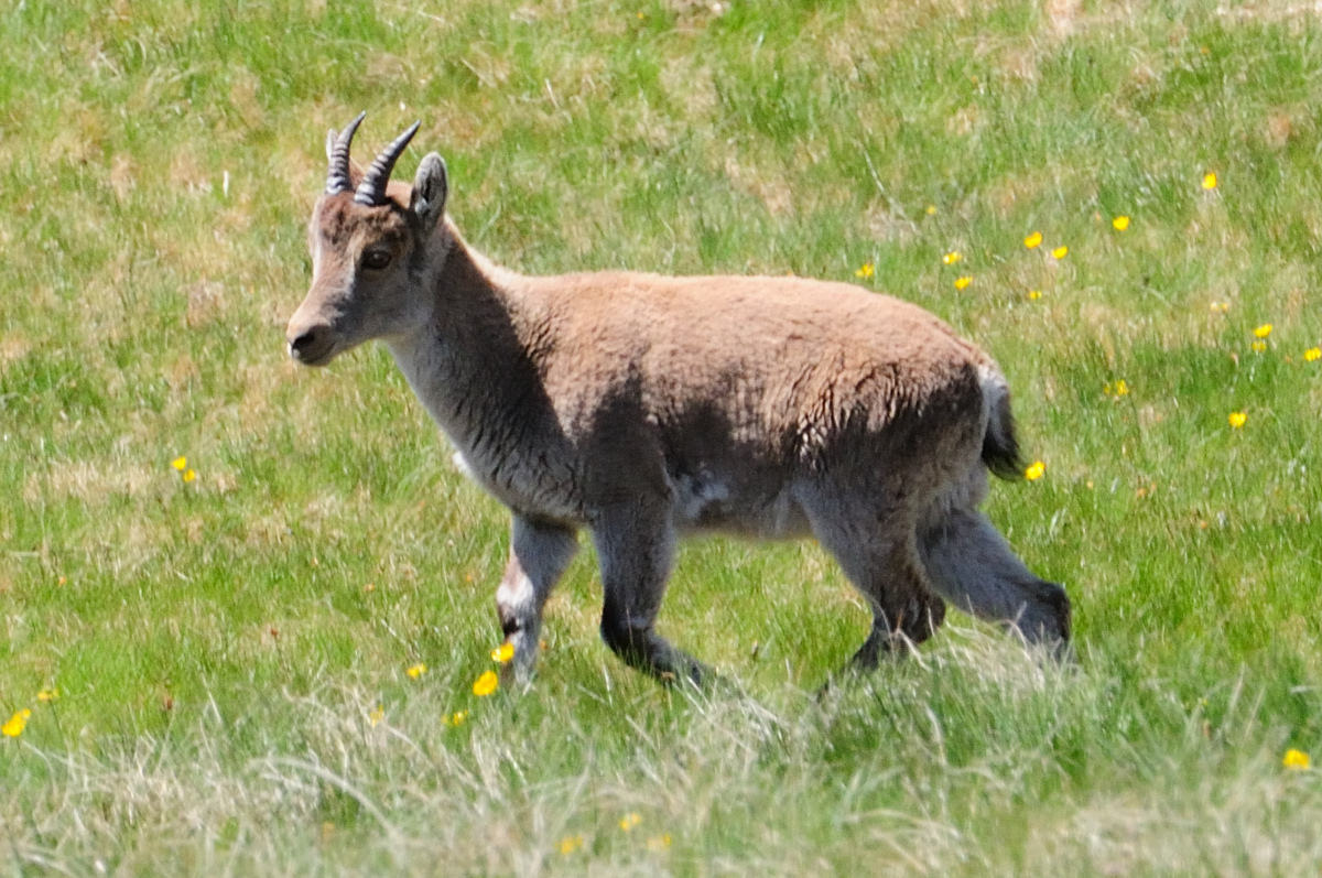 Gredos Ibex; Western Spanish Ibex