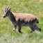 Gredos Ibex; Western Spanish Ibex