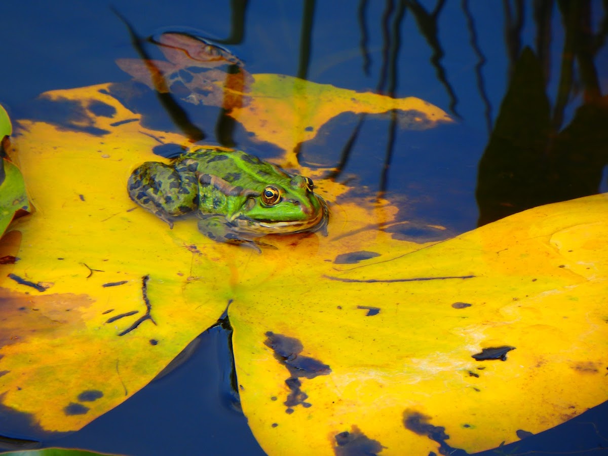 Green Frog