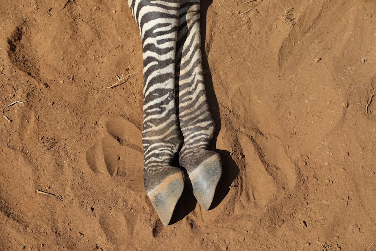 The carcass of an endangered Grevy's Zebra, which died during the drought, is seen in the Samburu national park, Kenya, September 20, 2022.