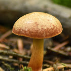 Bay bolete