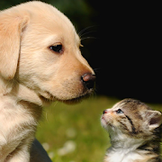 cat and dog wallpapers 6.00 Icon