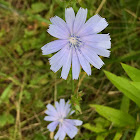 Chicory