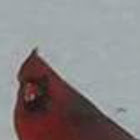 Northern Cardinal