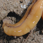 Hammerhead Worm