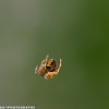 Araneus Angulatus