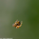 Araneus Angulatus