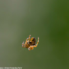 Araneus Angulatus