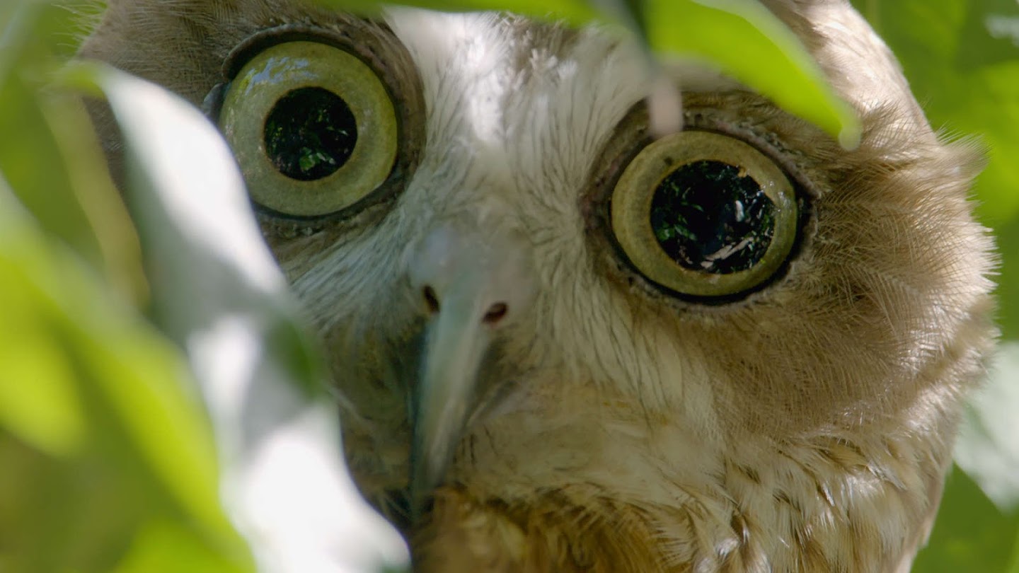 Watch Wild Birds of Australia live