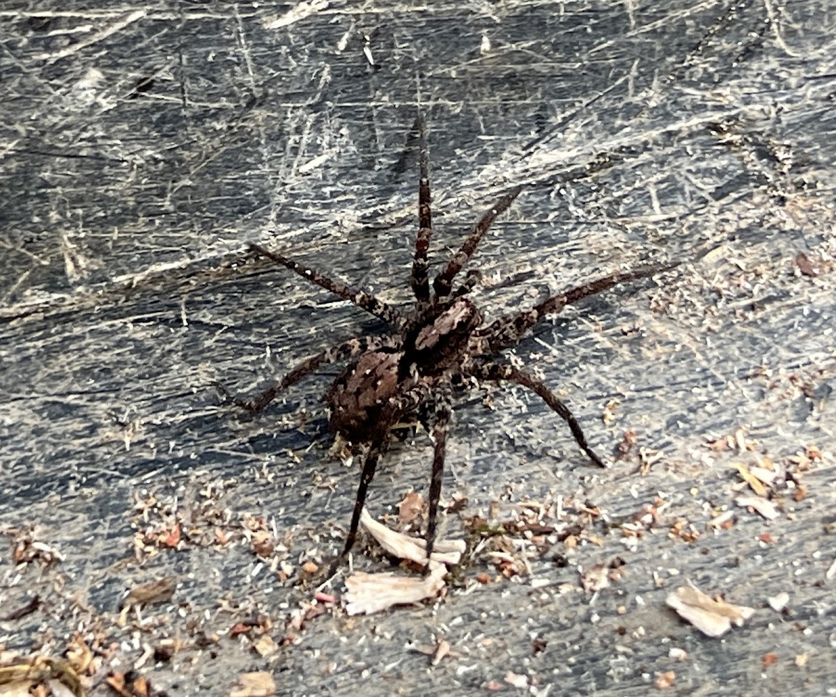 Sword Wolf Spider