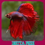 Cover Image of ダウンロード Betta Fish Gallery 1.2 APK