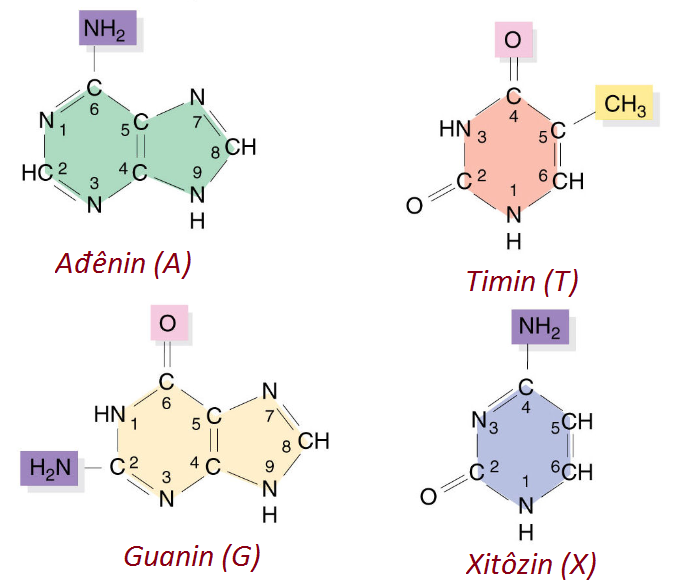 Hình minh họa cho 4 loại bazo nito - bài 6 sinh học 10