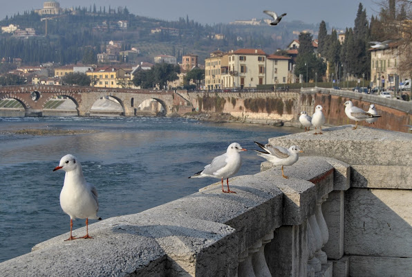 Ponte Pietra, Verona di gitsela