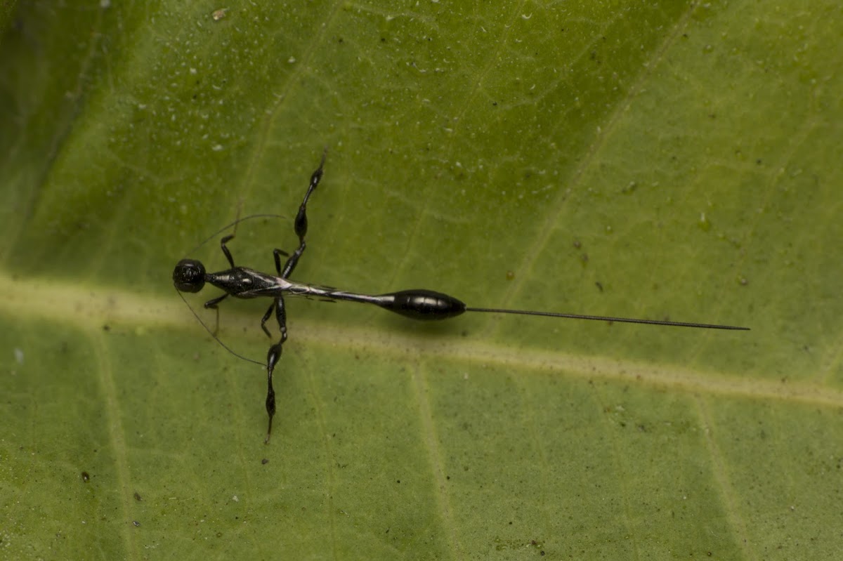 Crown wasp