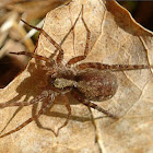 Thin-legged Wolf Spider