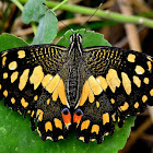 LIME BUTTERFLY