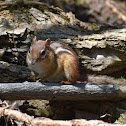 Eastern Chipmunk