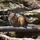 Eastern Chipmunk