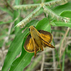 Polites Skipper